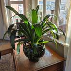 Grote difenbachia in binnenpot 29x22, ca 83 cm hoog, Ophalen, Overige soorten, Minder dan 100 cm