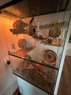 Gerbils met hok, Ophalen, 60 tot 90 cm, Minder dan 75 cm, Zo goed als nieuw