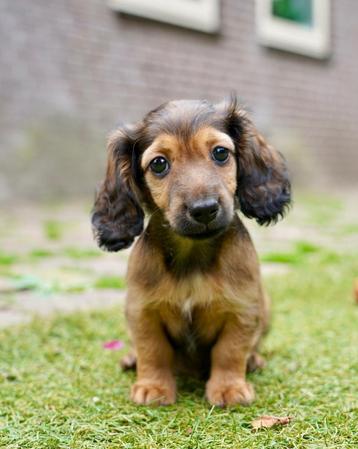 Langharige Dwerg Teckel pups | Teefjes beschikbaar voor biedingen