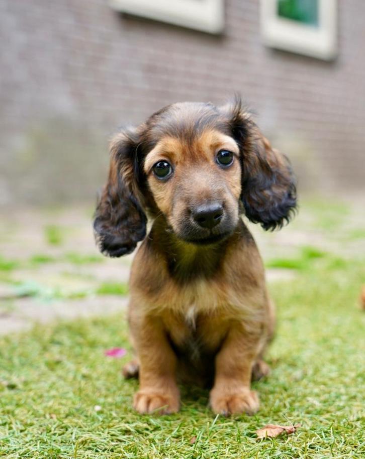 Langharige Dwerg Teckel pups | Teefjes, Dieren en Toebehoren, Honden | Teckels en Dashonden, Meerdere dieren, Langhaar, Dwerg