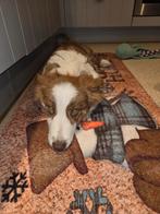 Choco brindle Borgi puppy, Parvo, België, Particulier, 15 weken tot 1 jaar