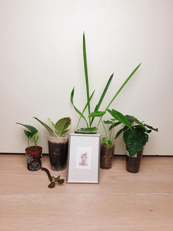 Set kamerplantjes met schilderij, ficus, alocasia, orchidee, Huis en Inrichting, Kamerplanten, Ficus, Minder dan 100 cm, Groene kamerplant