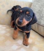 Teckel pups, Parvo, 8 tot 15 weken, Korthaar, Dwerg