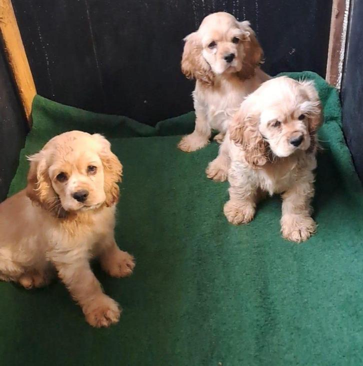 Amerikaanse cocker spaniel pups, Dieren en Toebehoren, Honden | Retrievers, Spaniëls en Waterhonden, Meerdere dieren, Spaniël