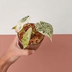 Alocasia Dragon Scale Mint Variegata (2), Overige soorten, Minder dan 100 cm, Groene kamerplant, Halfschaduw