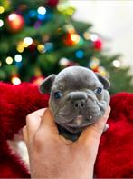 Franse buldog pups met stamboom, Dieren en Toebehoren, Honden | Bulldogs, Pinschers en Molossers, België, Particulier, Rabiës (hondsdolheid)
