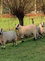 Kerry-Hill ram, Dieren en Toebehoren, Schapen, Geiten en Varkens, Mannelijk, Schaap
