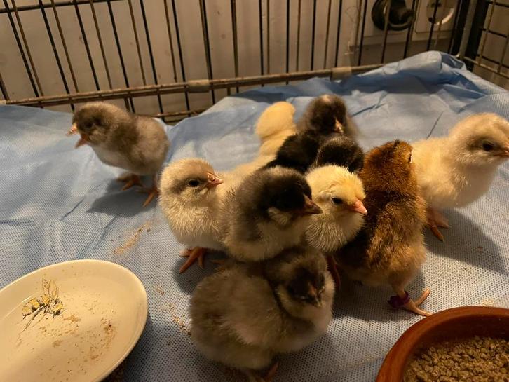 Kuikens uitbroeden vsn splash marans, opal en cream legbar, Dieren en Toebehoren, Pluimvee, Kip, Geslacht onbekend