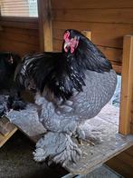 Schitterende grote blauwe Brahma., Dieren en Toebehoren, Mannelijk, Kip