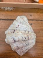 Grote Tridacna Schelp - Verzamelaarsobject, Ophalen of Verzenden, Schelp(en)