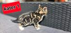 4 hele mooie kittens te koop prijs nader overeen te komen, Meerdere dieren, Ontwormd, 0 tot 2 jaar