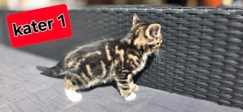 4 hele mooie kittens te koop prijs nader overeen te komen, Dieren en Toebehoren, Katten en Kittens | Raskatten | Korthaar, Meerdere dieren