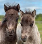 Shetlander veulens, Dieren en Toebehoren, Pony's, Niet van toepassing, 0 tot 2 jaar, Hengst, A pony (tot 1.17m)