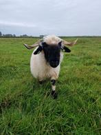 Walliser schwarznase schapen, Dieren en Toebehoren, Schapen, Geiten en Varkens, Meerdere dieren, Schaap