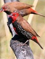 emblema picta, Dieren en Toebehoren, Vogels | Overige Vogels, Meerdere dieren, Tropenvogel, Geringd