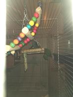 Forpus familie inclusief kooi, Dieren en Toebehoren, Meerdere dieren, Parkiet