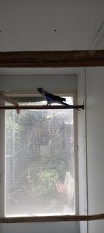 Vogels, Dieren en Toebehoren, Vogels | Parkieten en Papegaaien, Mannelijk, Parkiet