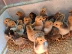Wynadotte kuikens 26 stuks, Meerdere dieren, Kip