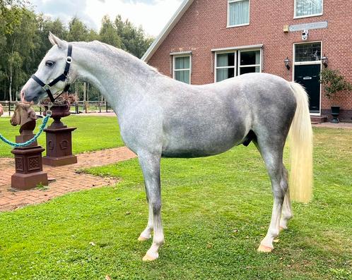 Mooie 2,5 jarige b welsh hengst! PLAATJE!, Dieren en Toebehoren, Pony's, Hengst, Onbeleerd, C pony (1.27m tot 1.37m), Recreatiepony