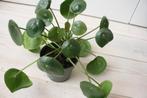 Pilea peperomioides of pannekoekplant, Huis en Inrichting, Kamerplanten, Overige soorten, Minder dan 100 cm, Volle zon, Ophalen