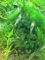 Garnalen, Kreeft, Krab of Garnaal