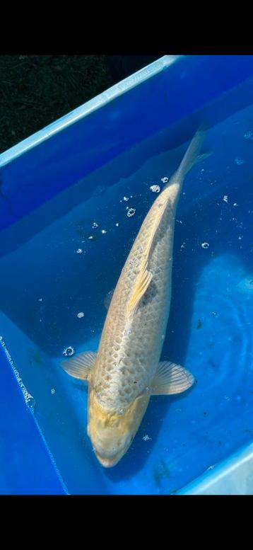 (31) Koi / Koi karper -  +- 50 cm. beschikbaar voor biedingen