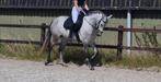 Te lease Spaanse schimmel ., Dieren en Toebehoren, Paarden en Pony's | Overige Paardenspullen, Ophalen of Verzenden, Nieuw, Overige soorten