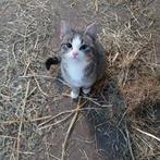 Kitten (half jaar oud), Poes