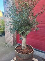 Olijfbomen in houten wijnvat, Tuin en Terras, Planten | Bomen, Ophalen of Verzenden, Zomer, Volle zon, 100 tot 250 cm