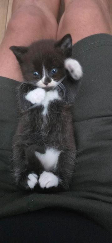 3 super leuke kittens grijs wit  beschikbaar voor biedingen