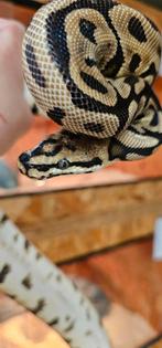 Koningspython 0.1 Leopard Spotnose Clown (Batman), Dieren en Toebehoren, Reptielen en Amfibieën, Slang, Tam, 0 tot 2 jaar