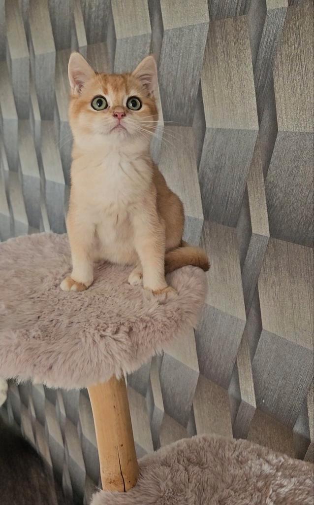 Britse korthaar kittens, Dieren en Toebehoren, Katten en Kittens | Raskatten | Korthaar, Kater, Ontwormd