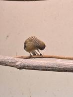 2 kanariemannen, Dieren en Toebehoren, Vogels | Kanaries, Mannelijk