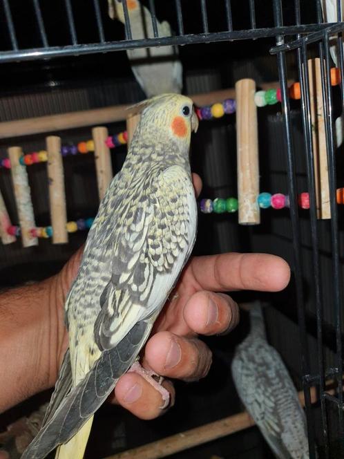 Tamme valkparkiet, Dieren en Toebehoren, Vogels | Parkieten en Papegaaien, Parkiet, Geslacht onbekend