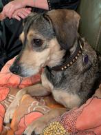 Evi is in Nederland, Dieren en Toebehoren, Rabiës (hondsdolheid), Handelaar, Buitenland, Teef