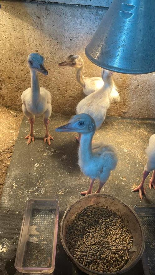 Nandoe kuikens, onverwant koppel., Dieren en Toebehoren, Pluimvee