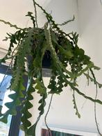 Zigzag cactus Hangplant XXL - in goede conditie, Huis en Inrichting, Kamerplanten, Ophalen, Cactus, Minder dan 100 cm