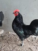 Australorp krielhaan, Dieren en Toebehoren, Pluimvee, Mannelijk, Kip