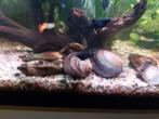 Zoetwater mossels, Dieren en Toebehoren, Vis