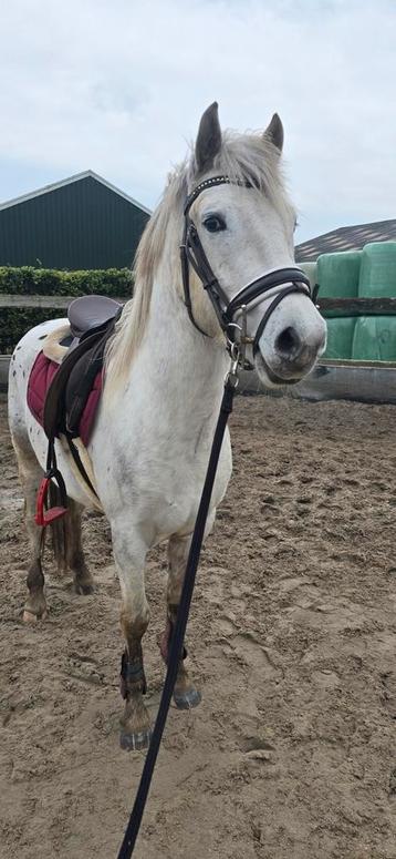 Ter dekking dekhengst  en veulens te koop beschikbaar voor biedingen