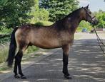 Spaanse ruin zoekt droom thuis, Dieren en Toebehoren, Paarden, Ruin, Recreatiepaard