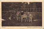 Baarn 1938 Dierenpark voederen damherten hertenpark, Verzenden, 1920 tot 1940, Gelopen, Utrecht