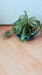 Chlorophytum, Huis en Inrichting, Kamerplanten, Overige soorten, Minder dan 100 cm, Halfschaduw, Bloeiende kamerplant