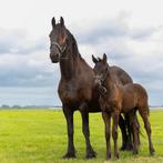 Friese merrie met veulen van Hildwin, Merrie, 160 tot 165 cm, 11 jaar of ouder