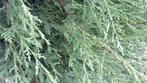 Snelgroeiende Leylandii haagconiferen voor kust  enWaddeneil, Haag, Ophalen of Verzenden, Conifeer, 100 tot 250 cm