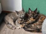 Maine coon kittens (poezen & polydactyl), Dieren en Toebehoren, Katten en Kittens | Raskatten | Langhaar, Poes, Gechipt, 0 tot 2 jaar