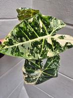 Alocasia Frydek Variegata p12 (2)