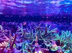 Acropora staghorn XXL koraal, Dieren en Toebehoren, Vissen | Aquaria en Toebehoren, Ophalen