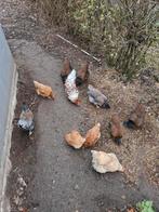 Haan met 10 hennen, Dieren en Toebehoren, Meerdere dieren, Kip