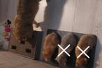 Britse korthaar kittens(laatste katertje beschikbaar), Dieren en Toebehoren, Meerdere dieren, Ontwormd